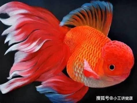 哪種魚最好養